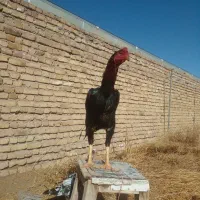 ۲ خروس اوشامو ۴مرغ اوشامو با رغ چپل