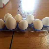 تخم نطفه دار،خروس،مرغ مینیاتوری