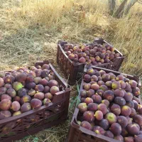 انگور بش کلستان (کلسون)