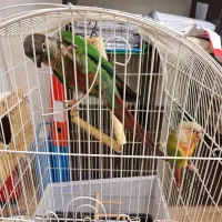 گرینچیک|پرنده|رشت, چله خانه|دیوار