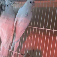 فروش ۵جفت عروس هلندی البیتو خاص تکخال|پرنده|شهرکرد, |دیوار