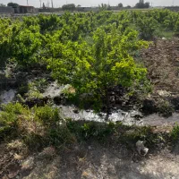فروش باغچه ۸۰۰متر