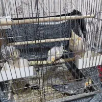 سلام عروس هلندی به فروش می‌رسد