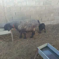 میش بختیاری