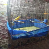 قناری|پرنده|کیار, |دیوار