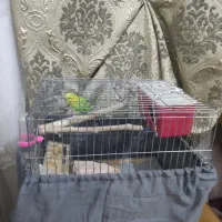 مرغ عشق نرباقفس نوبالانه فروش فوری نیازمالی|پرنده|اقبالیه, |دیوار