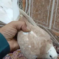 کبوتر زرد|پرنده|خان ببین, |دیوار