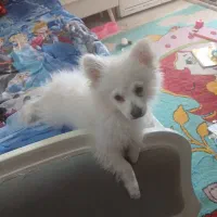 سگ پامر باهوش نر ۳ ماهه