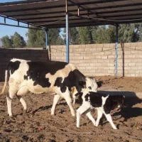 بم بیدران ،فروش گاوداری صنعتی
