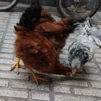 جوجه خروس