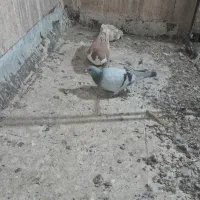 کبوتر گرفتی  دو تا نر با هم ۷۰۰