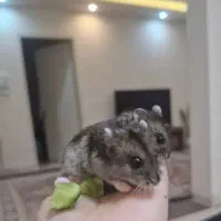 همستر نژاد روب روسفکی