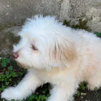 واگذاری سگ اشپیتز تریر