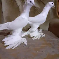 کبوتر سفید کاکلی