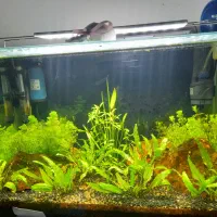 فروش تعدادی ماهی و آکواریم زیبا سالم غذا خور خوشگل