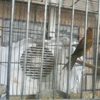 قناری سوخته سرخ نر