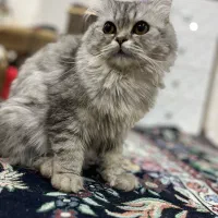 ماده یک ساله