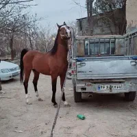 نریان سواری دار