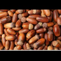 بلوط کوهی درجه یک|خوردنی و آشامیدنی|کرج, شهرک سهرابیه|دیوار