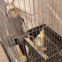 عروس هلندی جفت