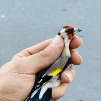 دوعدد سهره نر منطقه بستان اباد|پرنده|تبریز, |دیوار