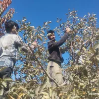 هرس درختان  در سراسر قزوین