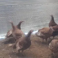 فروش بوقلمون