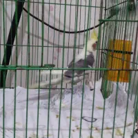 عروس معاوضه با۲جفت مرغ عشق باجوجه