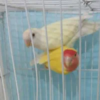 جفت کوتوله برزیلی