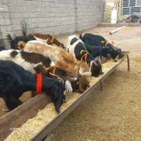 ۷ راس بز  همراه با ۶راس بیگ