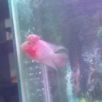 فلاور|ماهی|شیراز, کوشک میدان|دیوار