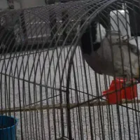 پرنده گمشده