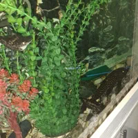 آکواریوم کمددار