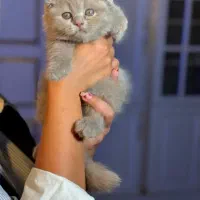 گربه اسکاتیش لیلاک