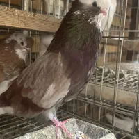 کبوتر نوک قنار با اصل و نصب|پرنده|علیآباد کتول, |دیوار