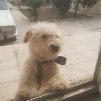 فروش سگ