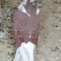 کبوتر فروشی|پرنده|سراوان, |دیوار