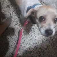 واگذاری شیتزو