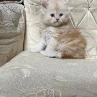 بچه گربه طلایی|گربه|مشهد, شریف|دیوار