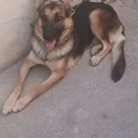 سگ ژرمن|سگ|اهواز, حصیرآباد|دیوار