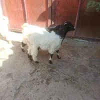 6تا بزغاله|حیوانات مزرعه|دزفول, |دیوار