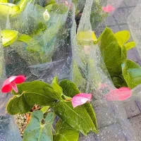گل آپارتمانی آنتریوم در دو سایز چند بوته|گل و گیاه طبیعی|تبریز, |دیوار