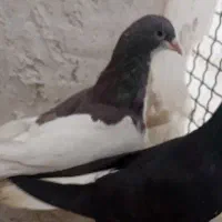 یال ماده بشرط|پرنده|شیراز, کوشک میدان|دیوار