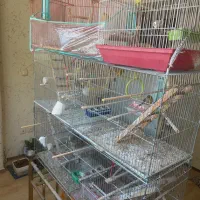 قناری مو چتری و ساده