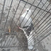 یک جفت مفلق  و یک جفت بالغ