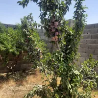 باغچه ۵۰۰ متری|فروش زمین و ملک کلنگی|هشتگرد, تهران دشت|دیوار