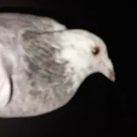 دسته پلاکی و اصفهانی|پرنده|یزد, |دیوار