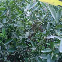 گل ونهال وگلدان درمهرستان|گل و گیاه طبیعی|مهرستان, |دیوار