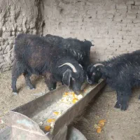 بز وطنی فروشی