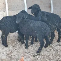 چهار راس بره